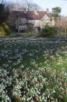 large drifts of Galanthus nivalis in naturalised grass at the front of the house