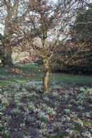 Fagus sylvatica - Beech - tree underplanted with Galanthus nivalis - common snowdrop.