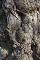 gnarled bark of an ancient English Oak tree - Quercus robur 