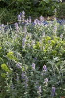 Nepeta grandiflora 'Summer Magic' growing in a border with Euphorbia characias 'Humpty Dumpty' The SSAFA Garden RHS Chelsea Flower Show 2022 - Designed by Designer Amanda Waring - Built by Arun Landscapes - Sponsored by CCLA 