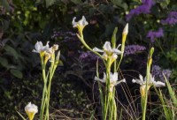 Iris 'White Swirl' and Carex testacea 'Prairie Fire' on The SSAFA Garden RHS Chelsea Flower Show 2022 - Designed by Designer Amanda Waring - Built by Arun Landscapes - Sponsored by CCLA 