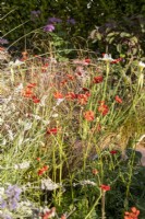 A perennial planting flower bed border with Geum 'Mrs J Bradshaw' and Carex testacea 'Prairie Fire' ornamental grasses on The SSAFA Garden RHS Chelsea Flower Show 2022 - Designed by Designer Amanda Waring - Built by Arun Landscapes - Sponsored by CCLA 