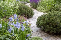 A winding curved clay brick paving path with flower borders planted with Iris 'Jane Philips', Salvia nemerosa 'Caradonna', Pinus mugo and herbaceous perennials on The RNLI Garden - RHS Chelsea Flower Show 2022 Designer Chris Bradshaw      