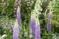 Lupinus 'Shirley Anne' a pale lilac purple lupin in a garden border planted with Penstemon 'Heavenly Blue' and pink foxgloves in late spring early summer 