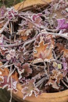 Heuchera marmalade - Spent alum root the frost