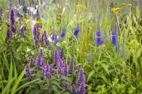 Veronica longifolia 'Blauriesin', Agastache 'Beelicious Purple', Achillea 'Coronation Gold' and Gaura in Joy club garden - RHS Hampton Court Palace Garden Festival 2022