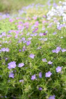 Geranium Purple Rain