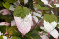 Aktinidia Kolomikta leaves - April