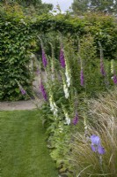 White and pink digitalis in mixed border at Garden Organic - June