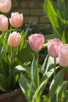Tulipa 'Salmon van Eijk' and 'Apricot Beauty' - April.