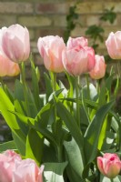 Tulipa 'Salmon van Eijk' and 'Apriocot Beauty' - April.