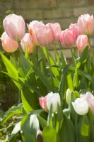 Tulipa 'Salmon van Eijk','Apricot Beauty' and 'Purissima' - April.