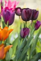 Tulipa 'Queen of Night', 'Ballerina', 'Merlot' and 'Mariett'e - clockwise - April.
