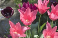 Tulipa 'Mariette', 'Queen of Night' and 'Merlot' - April.