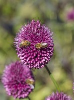 Honey Bees collecting pollen from Allium sphaerocephalon flowers