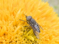 Tabanus sp. - Giant Horsefly on Sunflower