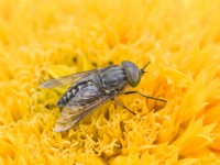 Tabanus sp. - Giant Horsefly on Sunflower