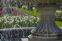 Water Fountain with tulips and daffodils Regents Park Garden, London in Spring