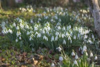 Drifts of Galanthus 'Limetree' flowering in Spring - February