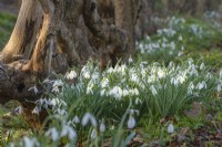 Drifts of Galanthus 'Limetree' flowering at the base of trees in Spring - February