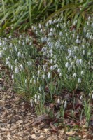 Drifts of Galanthus nivalis flowering in Spring - February