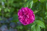 Closeup of Rosa 'James L. Austin'. syn. 'Auspike'. Single deep pink rose bloom. June