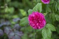 Closeup of Rosa 'James L. Austin'. syn. 'Auspike'. Single deep pink double rose bloom. June