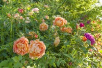 Rosa 'Lady of Shalott'  - syn. 'Ausnyson'  and  'James L. Austin' in a border growing with a sanguisorba. June.