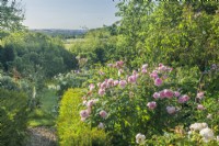 View along path between yew hedges in a country garden filled with roses and perennials. Rosa 'Olivia Rose Austin', 'Tranquility' in the distance and 'Desdemona' in foreground. June