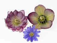 The flowers of winter with two Hellebores and an Anemone blanda