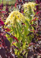 Amaranthus gangeticus, autumn September