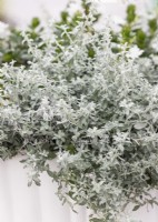 Artemisia Fancifillers Silverstar, summer August