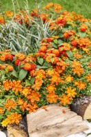 Annual mix in orange color tones, summer July
