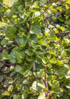 Barbarea vulgaris Variegata, spring April