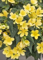Begonia Shine Bright Yellow, summer July