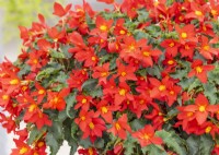 Begonia Shine Bright Red, summer July