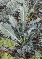 Brassica oleracea var. sabellica Fizz, spring May