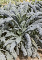 Brassica oleracea var. sabellica Nero di Toscana, spring May
