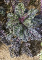 Brassica oleracea var. sabellica Scarlet, spring May