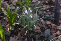 Snowdrop Galanthus woronowii in an urban garden. Leaf litter left from the previous autumn to decompose naturally. 