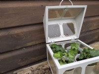 Place young geranium plug plants into mini green house box