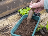 Prepare hole for new plug begonia plant