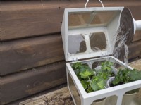 Water in newly potted plug plants in mini greenhouse box