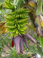Musa cavendishii - Dwarf Cavendish banana Canary Islands Spain in mid February