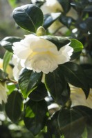 Camellia japonica 'Dahlonega' - syn 'Golden Anniversary' - April.