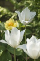 Tulipa 'White Triumphator' - April.