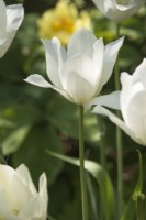 Tulipa 'White Triumphator' - April.