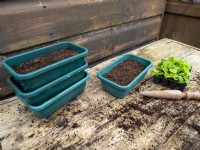 Prepare to pot on small plug begonias