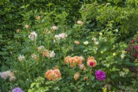 'Group of English roses in bloom in a border. Rosa 'James L. Austin', 'Lady of Shalott', 'Tottering by Gently' and 'The Lark Ascending'. June