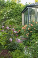 View of country garden with Rosa 'Lady of Shallot' and 'Mary Delany' syn. 'Mortimer Sackler'. Brick and stone semi-circular steps. June.